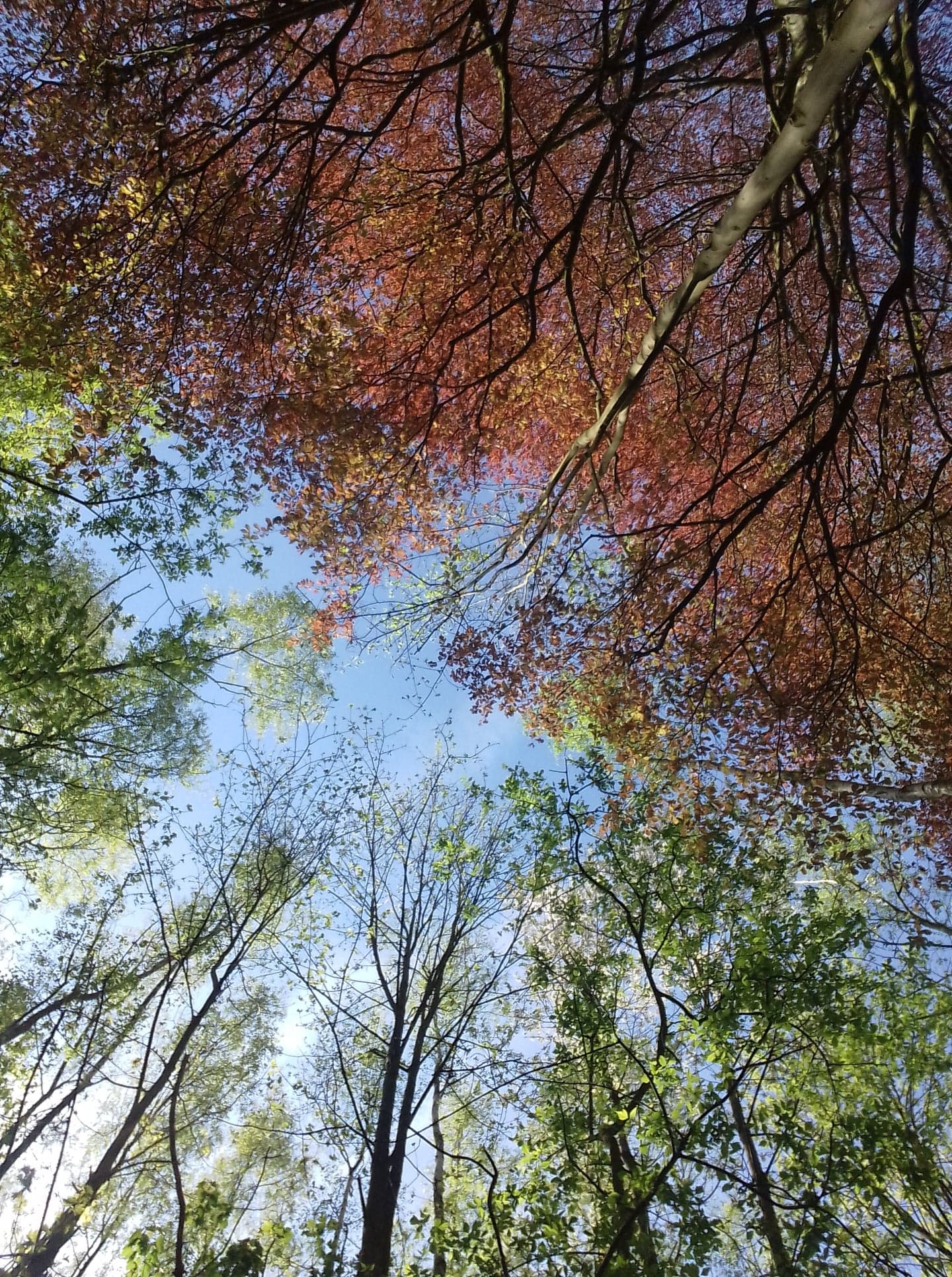 30709717_1658357260879367_5709501670992379904_n