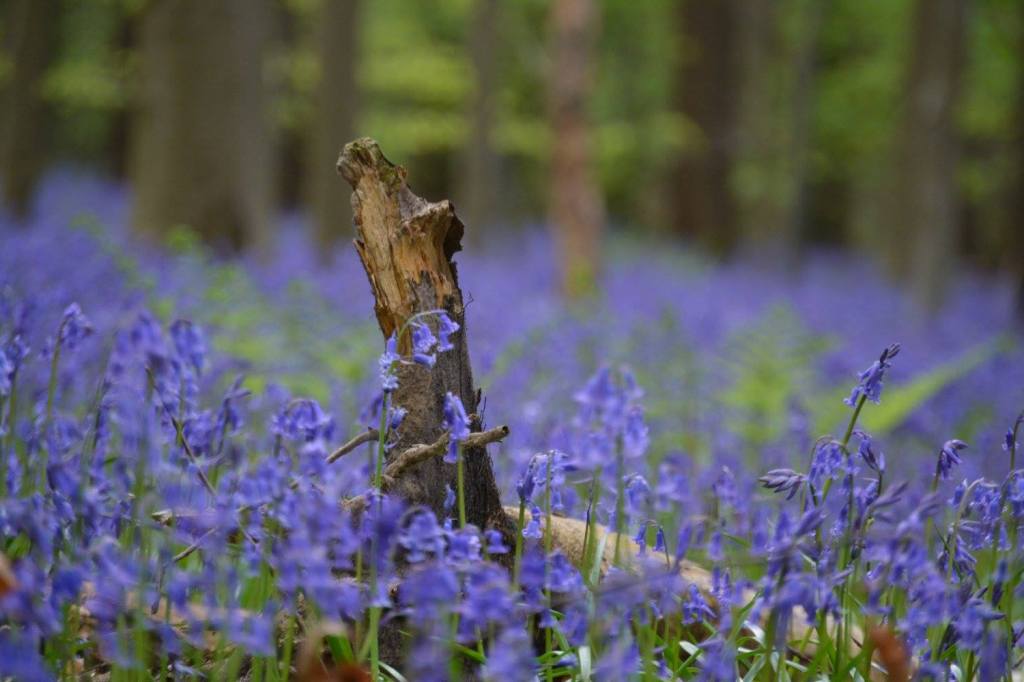 Hallerbos – „Pădurea&nbsp;albastră”