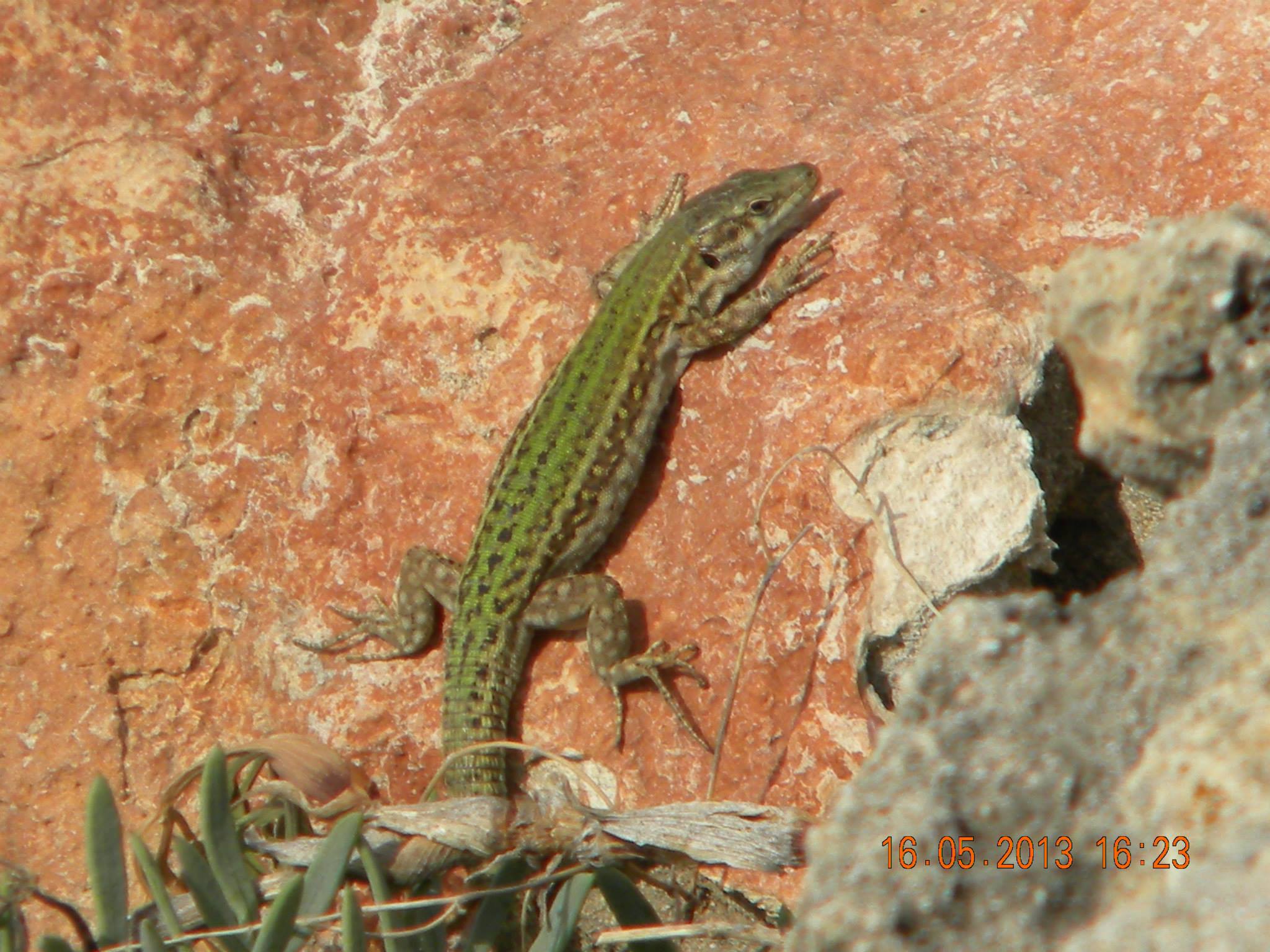 981217_512602832121488_964739162_o