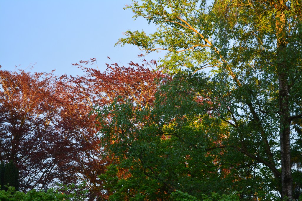 „Veniți de luați&nbsp;lumină”.