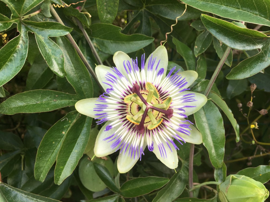 Floarea pasiunii&apus