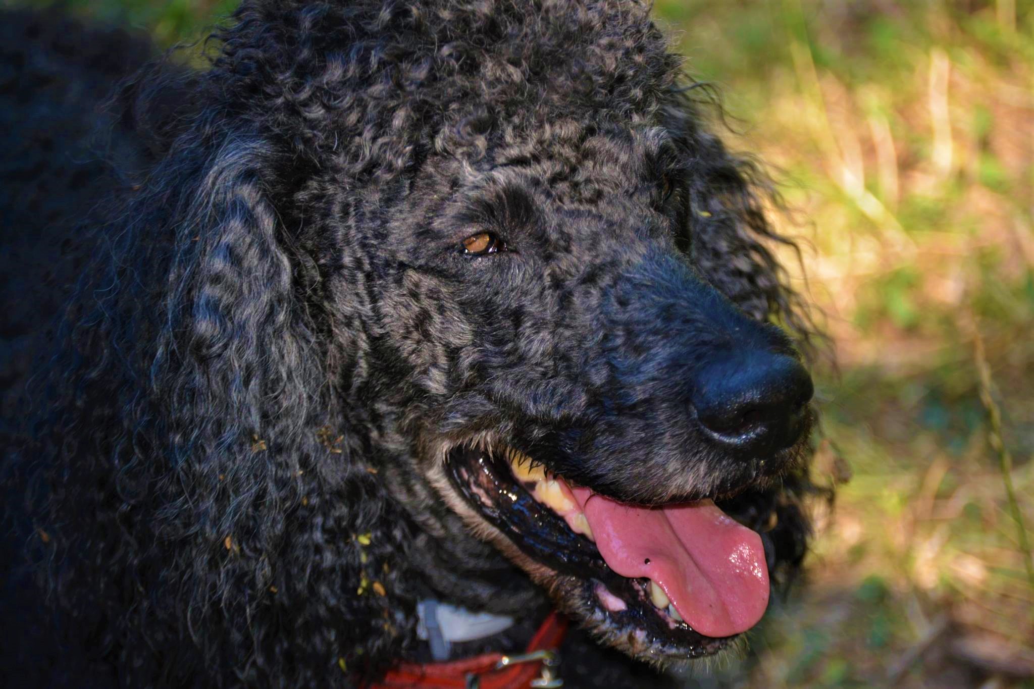 20776485_1421950261186736_5668410122854196064_o