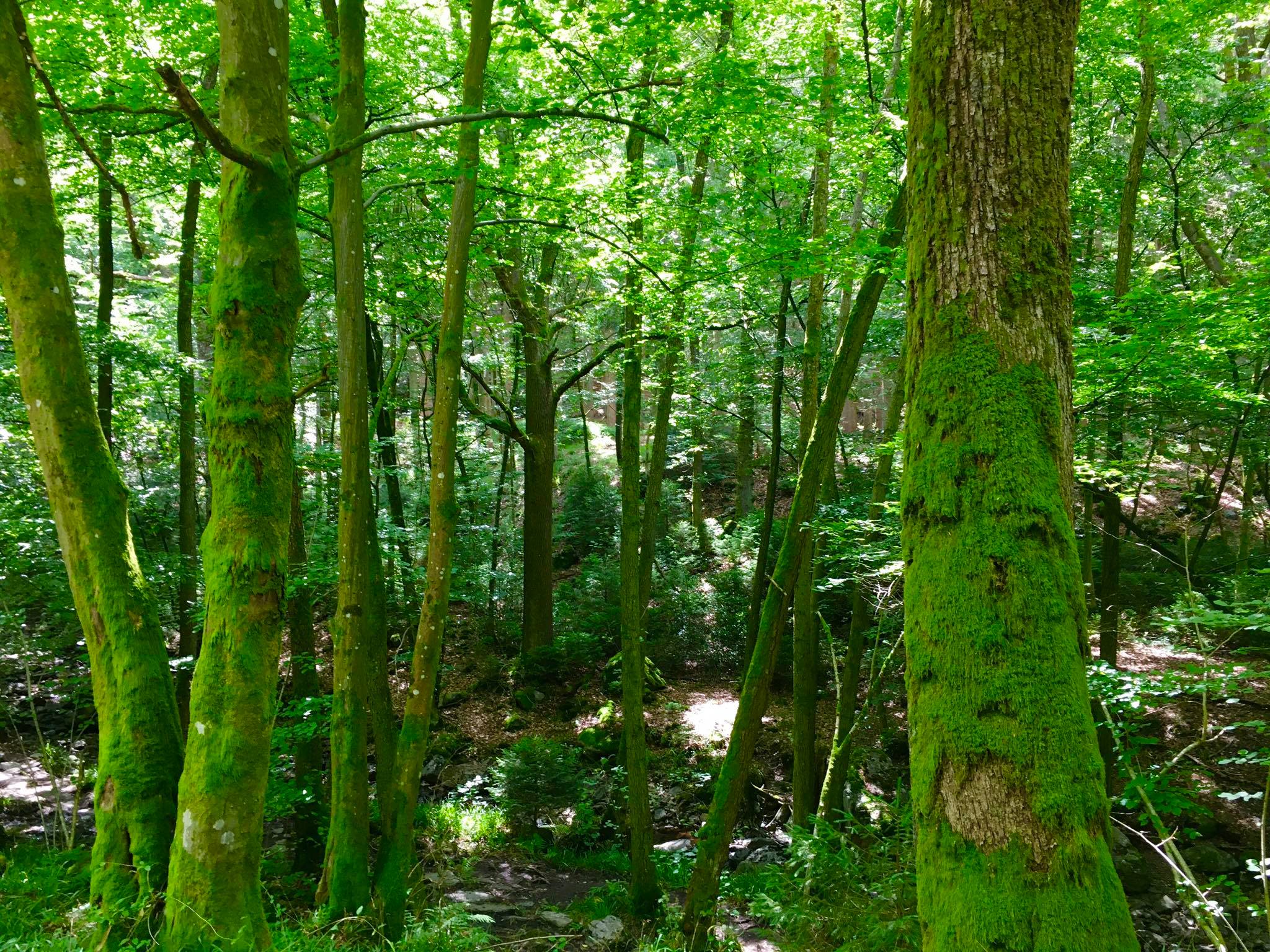 107639861_279890416633379_2979683054121241692_n