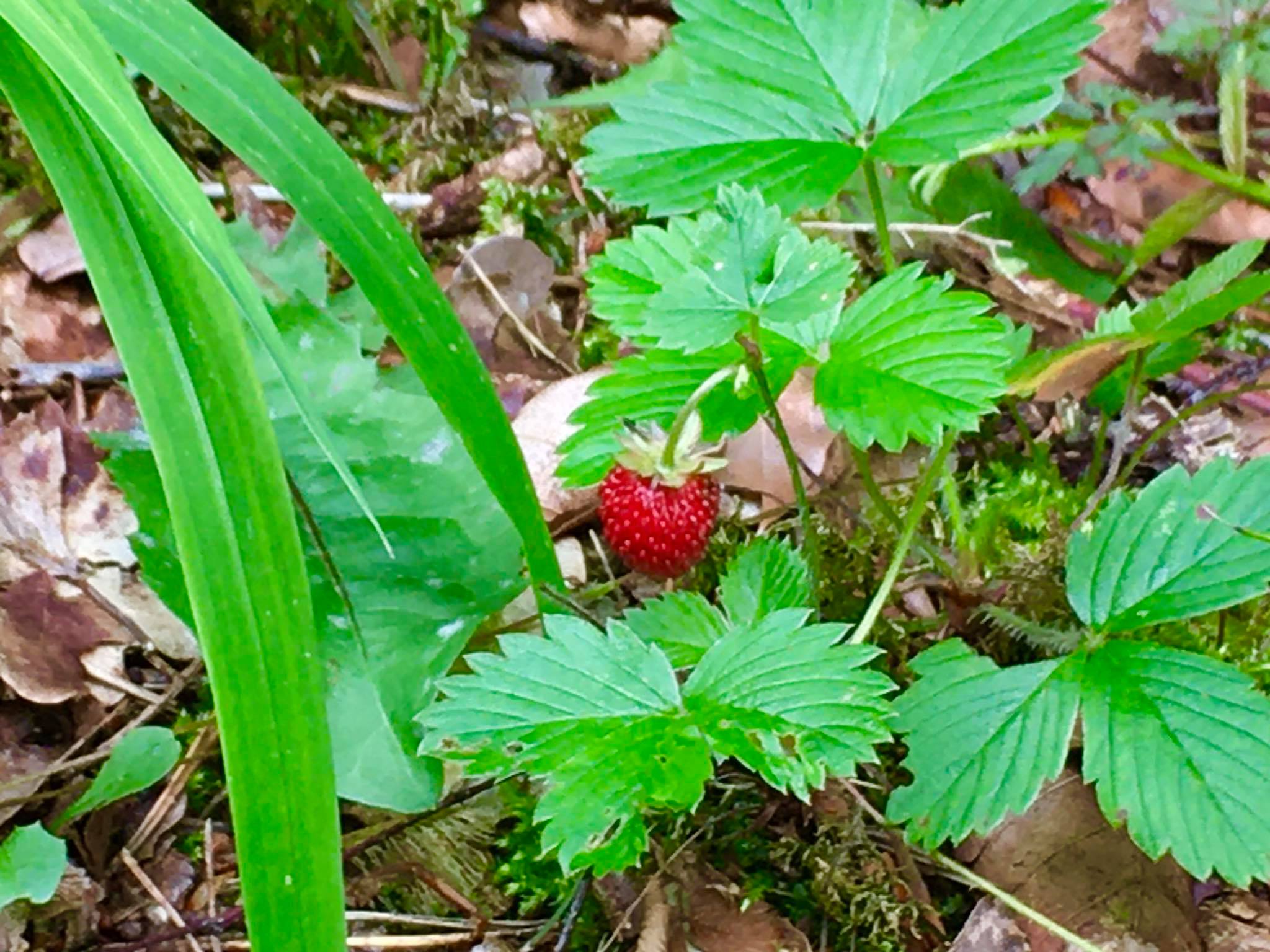 107704883_3776413445718783_2731988779609905112_n