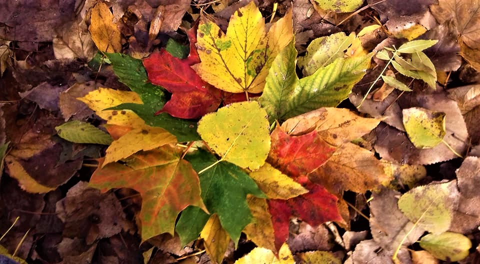 Care este lucrul pe care-l iubiți cel mai mult la&nbsp;toamnă?