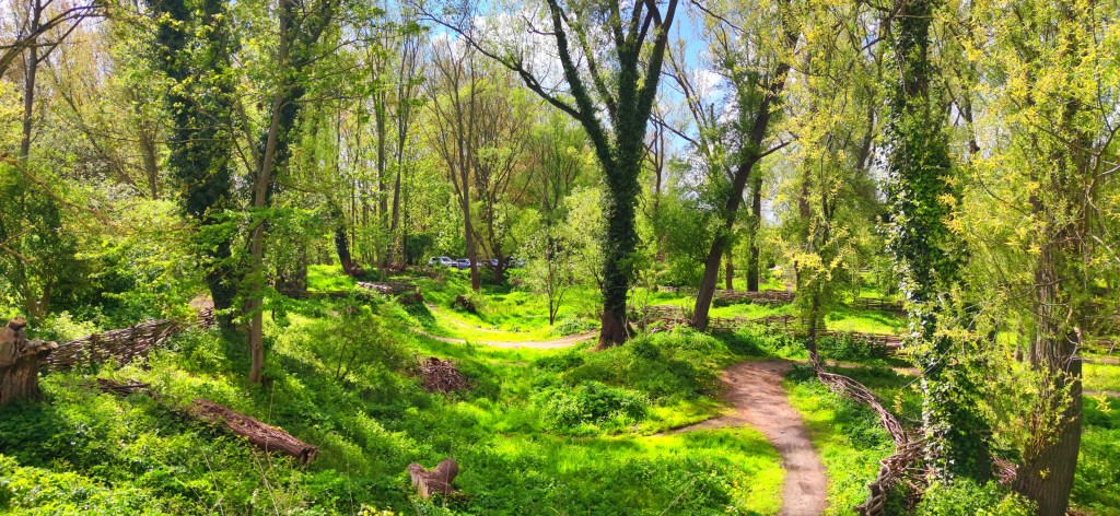 Glicină, liliac și&nbsp;lebede